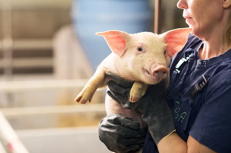 新設ファームの養豚場スタッフ